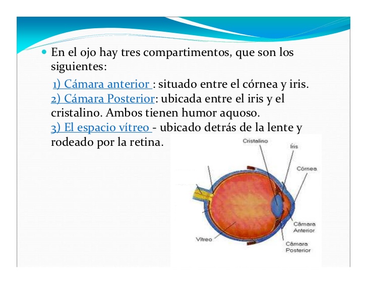 En el ojo hay tres compartimentos, que son los
siguientes:
1) Cámara anterior : situado entre el córnea y iris.
2) Cámara ...